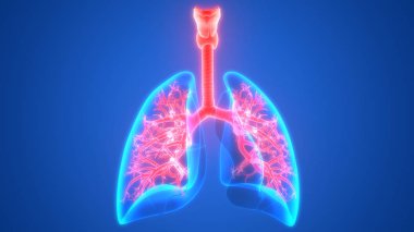 İnsan Solunum Sistemi Akciğerleri Anatomisi. Üç Boyut 