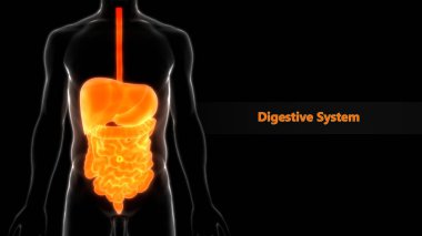 İnsan Sindirim Sistemi Geniş ve İnce Bağırsak Anatomisi. Üç Boyut