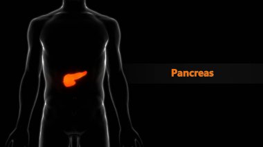İnsan İç Sindirim Organı Pankreası Anatomisi. 3D - Görüntü