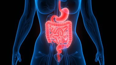 İnsan Sindirim Sistemi Geniş ve İnce Bağırsak Anatomisi. Üç Boyut