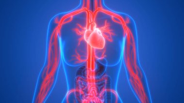 İnsan Dolaşım Sistemi Kalp Anatomisi. Üç Boyut