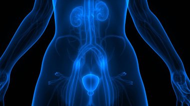 İdrar torbası anatomisi olan insan böbrekleri. Üç Boyut