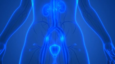 İdrar torbası anatomisi olan insan böbrekleri. Üç Boyut