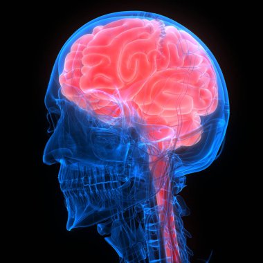 İnsan beyni anatomisi. 3d illüstrasyon 