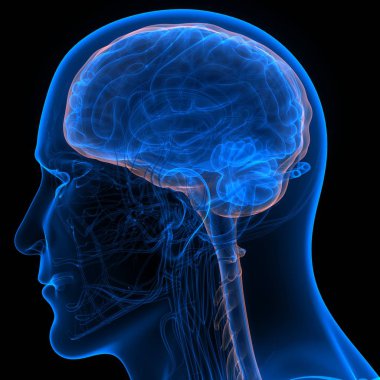 İnsan beyni anatomisi. 3d illüstrasyon 