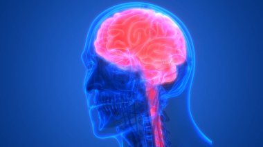 İnsan beyni anatomisi. 3d illüstrasyon 
