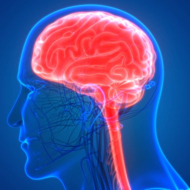 İnsan beyni anatomisi. 3d illüstrasyon 