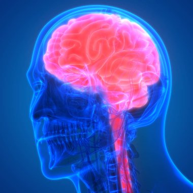İnsan beyni anatomisi. 3d illüstrasyon 
