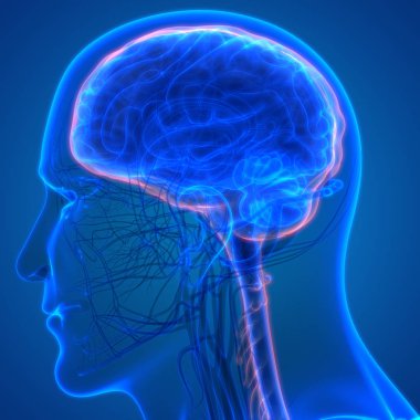 İnsan beyni anatomisi. 3d illüstrasyon 