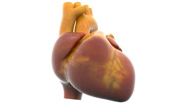 İnsan Dolaşım Sistemi Kalp Anatomisi. Üç Boyut