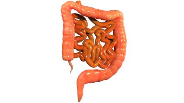 İnsan Sindirim Sistemi Geniş ve İnce Bağırsak Anatomisi. Üç Boyut
