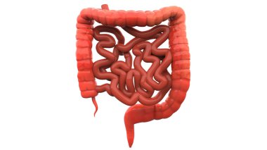 İnsan Sindirim Sistemi Geniş ve İnce Bağırsak Anatomisi. Üç Boyut