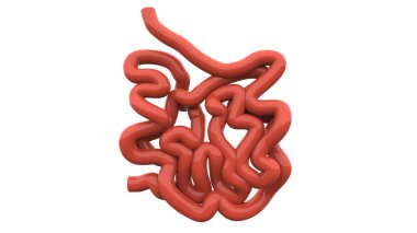 İnsan Sindirim Sistemi Geniş ve İnce Bağırsak Anatomisi. Üç Boyut