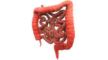 İnsan Sindirim Sistemi Geniş ve İnce Bağırsak Anatomisi. Üç Boyut