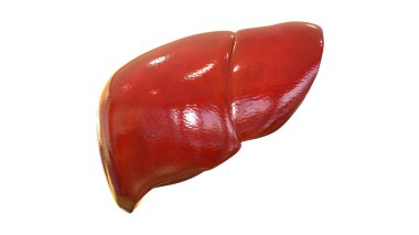 İnsan İç Sindirim Organı Anatomisi. Üç Boyut 