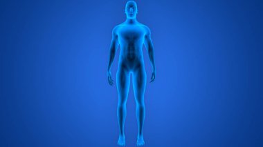 İnsan Kas Vücut Anatomisi. 3d