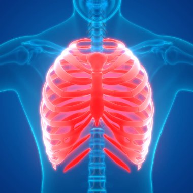 İnsan Vücut Kemiği Eklem Ağrısı Anatomi (Kaburga). 3d