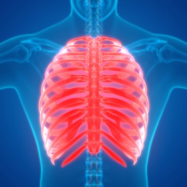 İnsan Vücut Kemiği Eklem Ağrısı Anatomi (Kaburga). 3d