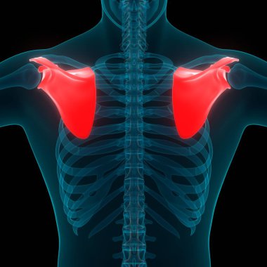 Scapula Kemikleri 3 boyutlu illüstrasyon 