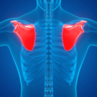 Scapula Kemikleri 3 boyutlu illüstrasyon 
