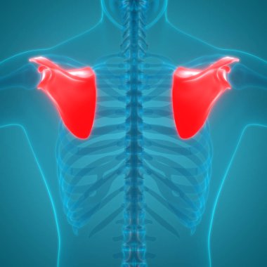 Scapula Kemikleri 3 boyutlu illüstrasyon 