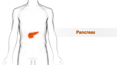 İnsan İç Sindirim Organı Pankreası Anatomisi. 3D - Görüntü
