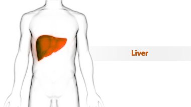 İnsan İç Sindirim Organı Anatomisi. Üç Boyut 
