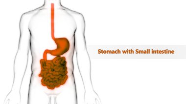 İnsan Sindirim Sistemi Geniş ve İnce Bağırsak Anatomisi. Üç Boyut