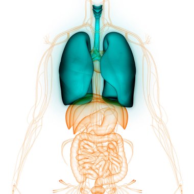 İnsan Solunum Sistemi Akciğerleri Anatomisi. Üç Boyut 