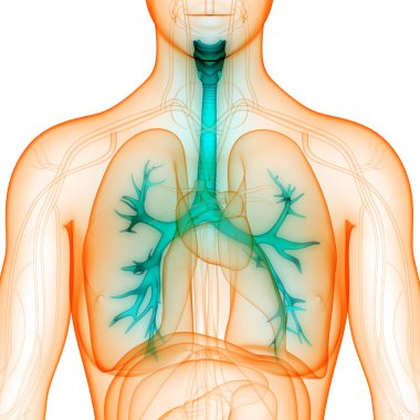 İnsan Solunum Sistemi Akciğerleri Anatomisi. Üç Boyut 