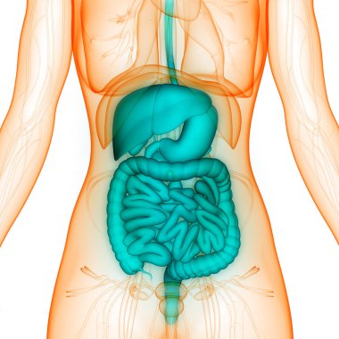 İnsan Sindirim Sistemi Geniş ve İnce Bağırsak Anatomisi. Üç Boyut