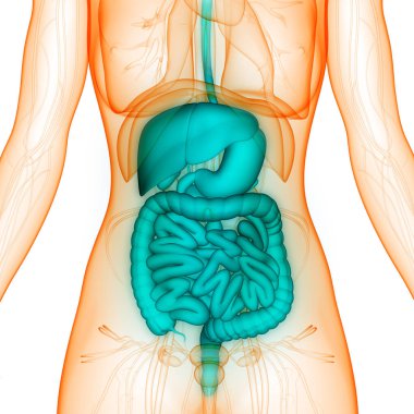 Human Digestive System Large and small Intestine Anatomy. 3D clipart