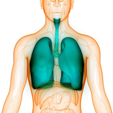 İnsan Solunum Sistemi Akciğerleri Anatomisi. Üç Boyut 