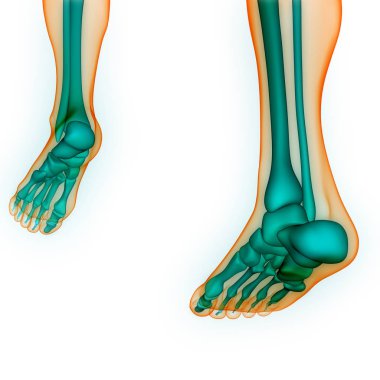 İnsan vücudu eklem ağrıları (ayak eklemleri ve kemikler). 3D - Görüntü