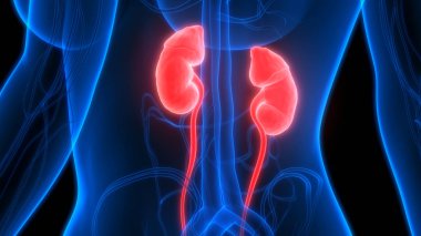 İdrar torbası anatomisi olan insan böbrekleri. Üç Boyut