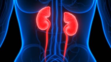 İdrar torbası anatomisi olan insan böbrekleri. Üç Boyut