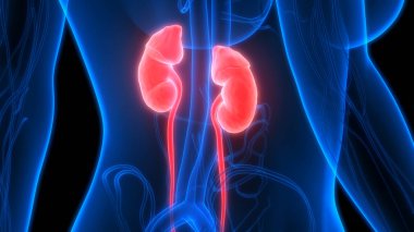 İdrar torbası anatomisi olan insan böbrekleri. Üç Boyut