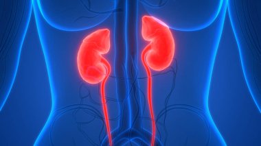 İdrar torbası anatomisi olan insan böbrekleri. Üç Boyut