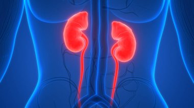 İdrar torbası anatomisi olan insan böbrekleri. Üç Boyut