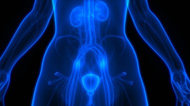 İdrar torbası anatomisi olan insan böbrekleri. Üç Boyut