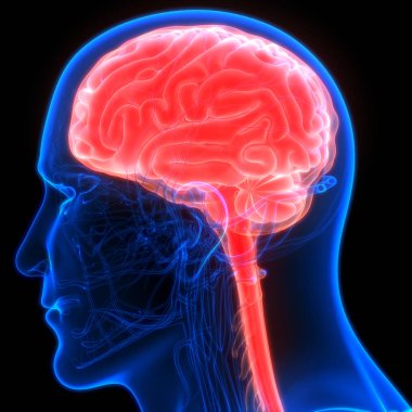 İnsan beyni anatomisi. 3d illüstrasyon 