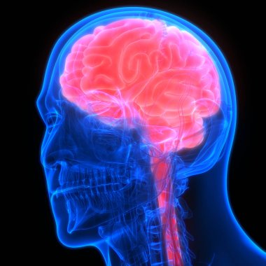 İnsan beyni anatomisi. 3d illüstrasyon 