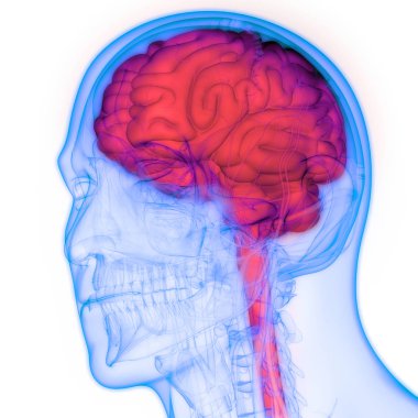 İnsan beyni anatomisi. 3d illüstrasyon 