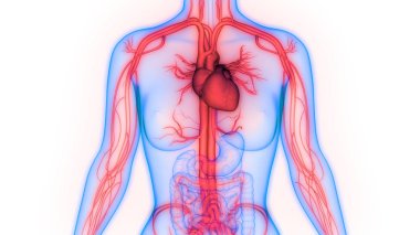 İnsan Dolaşım Sistemi Kalp Anatomisi. Üç Boyut