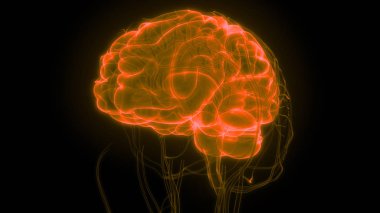 İnsan beyni anatomisi. 3d illüstrasyon 