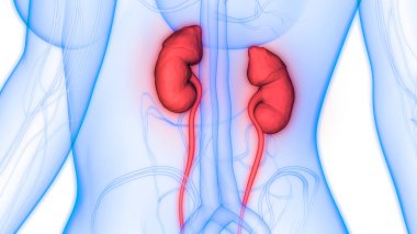 İdrar torbası anatomisi olan insan böbrekleri. Üç Boyut