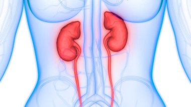 İdrar torbası anatomisi olan insan böbrekleri. Üç Boyut