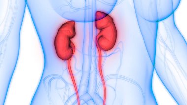 İdrar torbası anatomisi olan insan böbrekleri. Üç Boyut