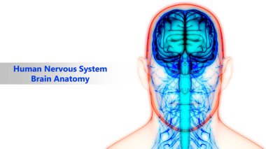 İnsan beyni anatomisi. 3d illüstrasyon 