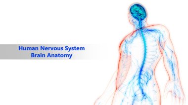 İnsan beyni anatomisi. 3d illüstrasyon 